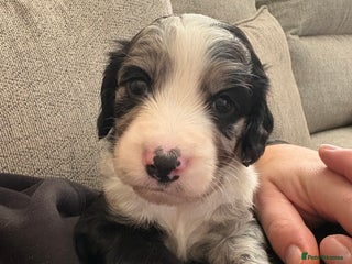 Sprocker dogs Stunning Sprocker pups - Advert 2