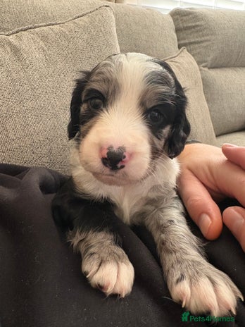 Sprocker dogs Stunning Sprocker pups - Advert 2