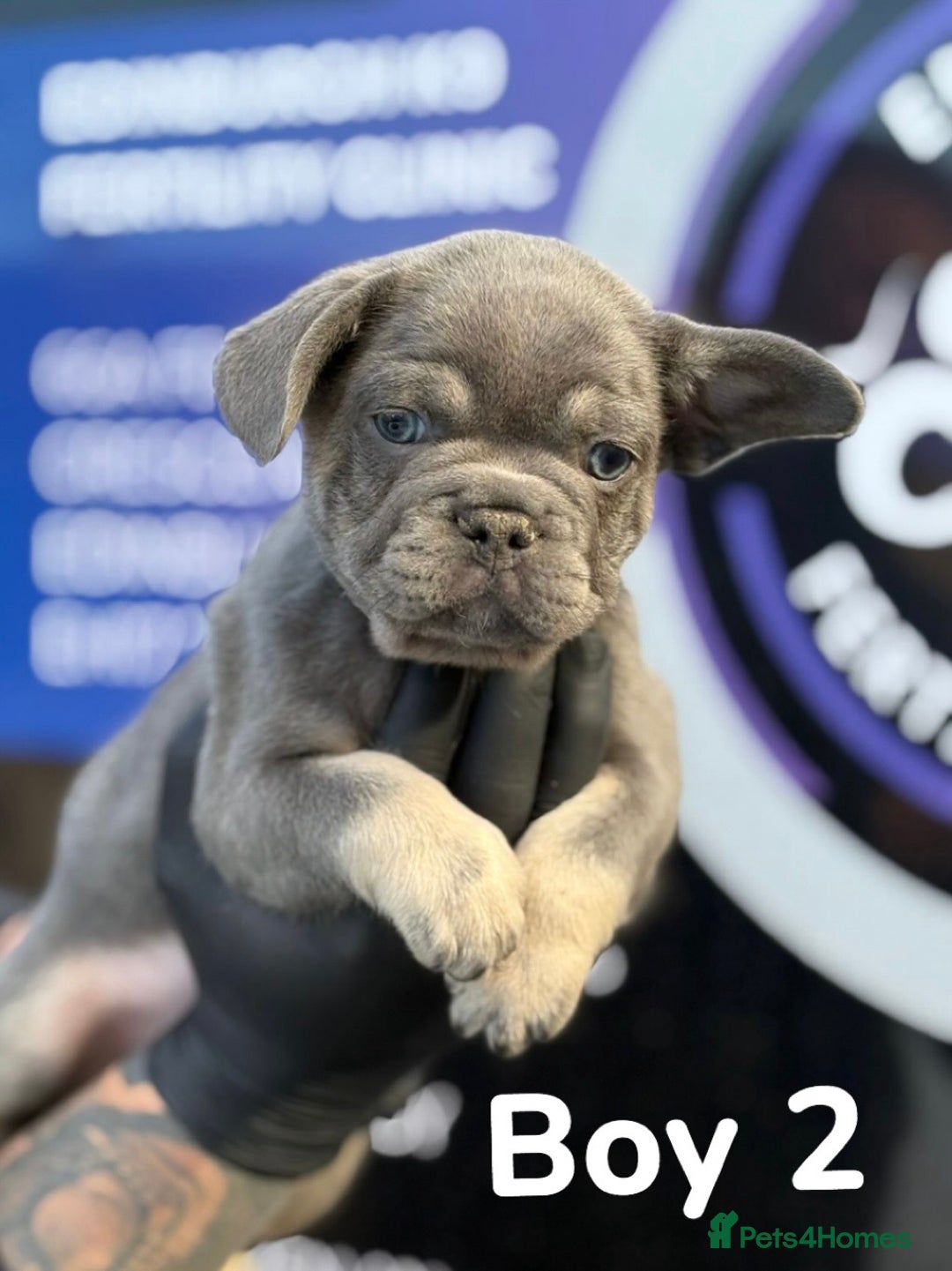 French Bulldog dogs for sale: French bulldog puppies  - Image 2