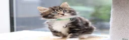 Mixed Breed cats for sale: Tabby Kittens Ready Soon - Advert 20