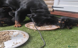 Rottweiler dogs for sale: Rottweiler Puppys 9 weeks old  - Image 5