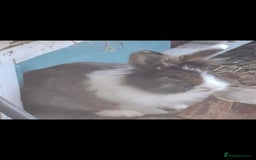 Lionhead rabbits for sale: Beautiful Female LionheadLop-URGENT - Advert 11