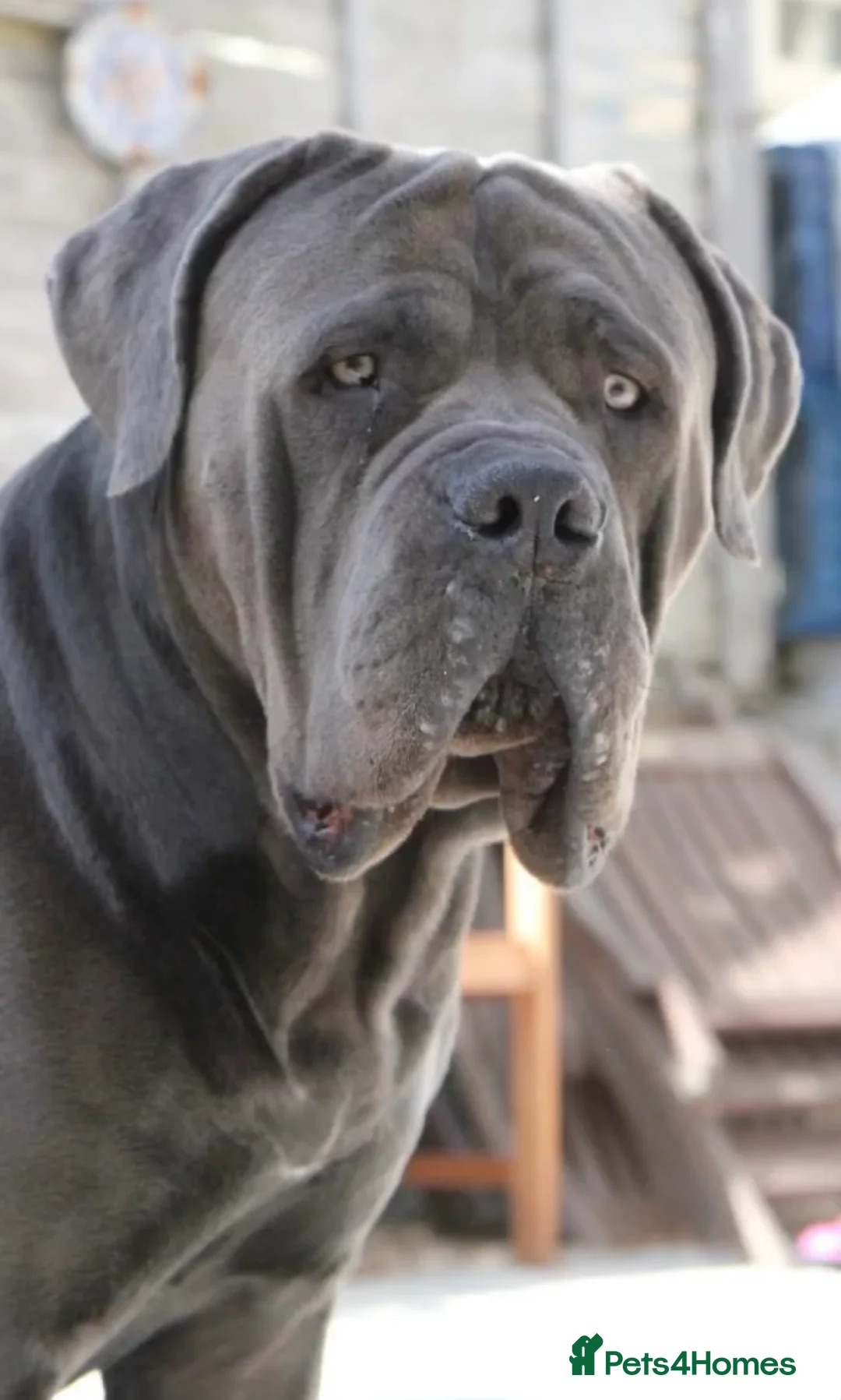 Boerboel dogs for stud: Imperial Health Tested & Champion Stud in Eastleigh - Advert 6