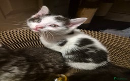 Mixed Breed cats for sale: 5 beautiful kittens  - Image 15