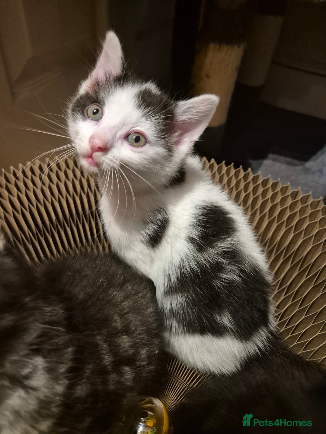 Mixed Breed cats for sale: 5 beautiful kittens  - Image 15