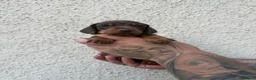 Miniature Dachshund dogs for sale: Stunning Miniature Dachshund pups  - Advert 11
