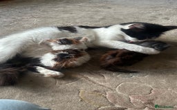 Ragdoll cats for sale: Rare Beautiful Calico ragdoll for sale! - Image 4