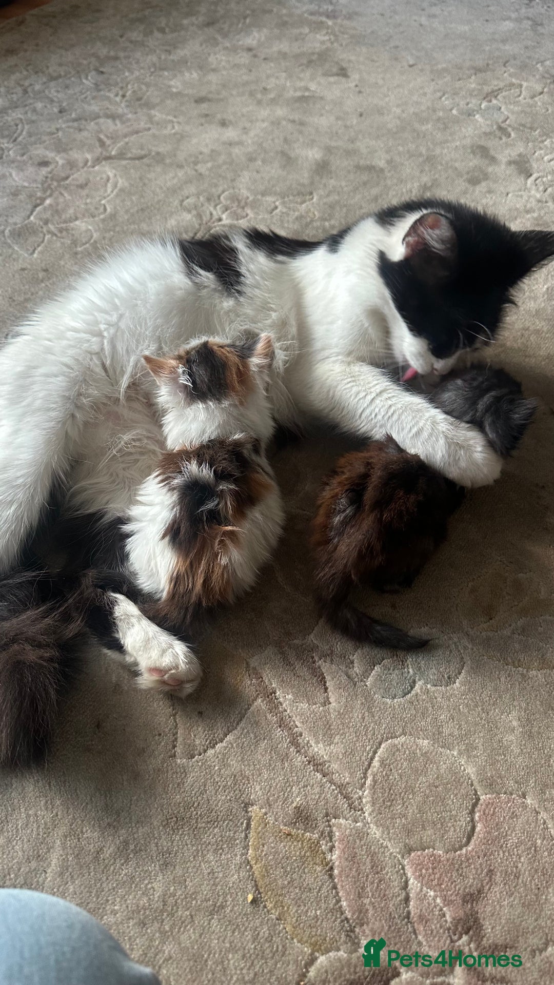 Ragdoll cats for sale: Rare Beautiful Calico ragdoll for sale! - Image 4