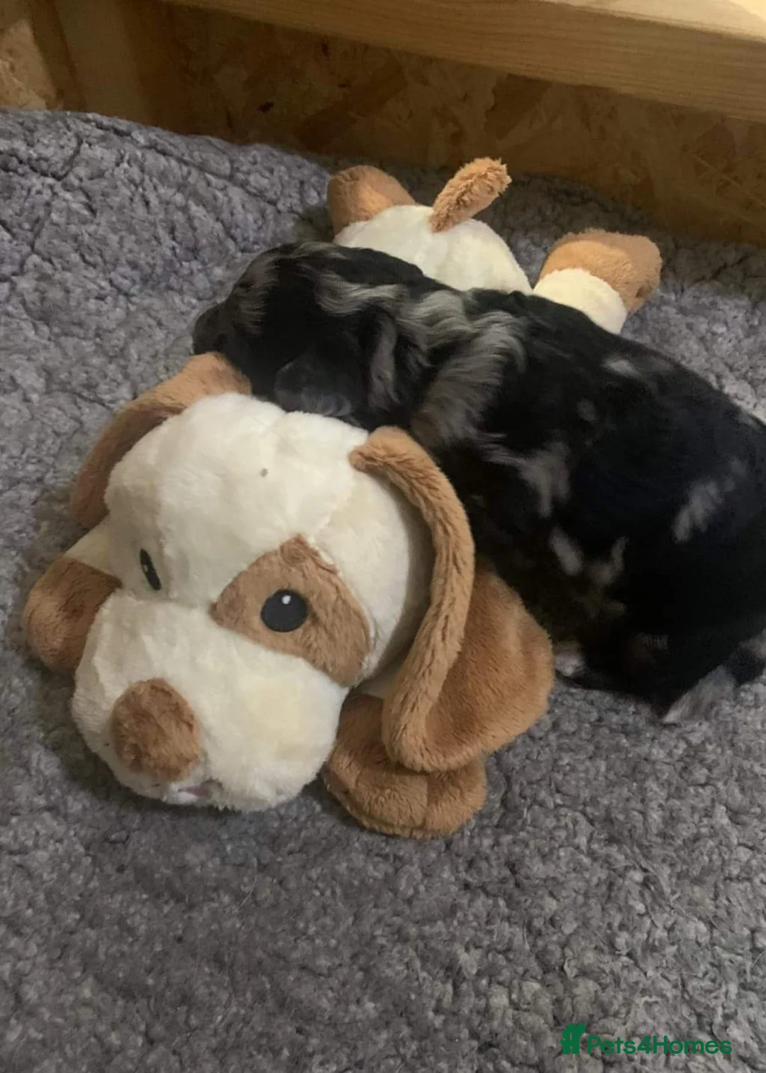 Miniature Poodle dogs for stud: DWKC  merle miniature poodle. Fully health tested  in Walsall - Advert 8