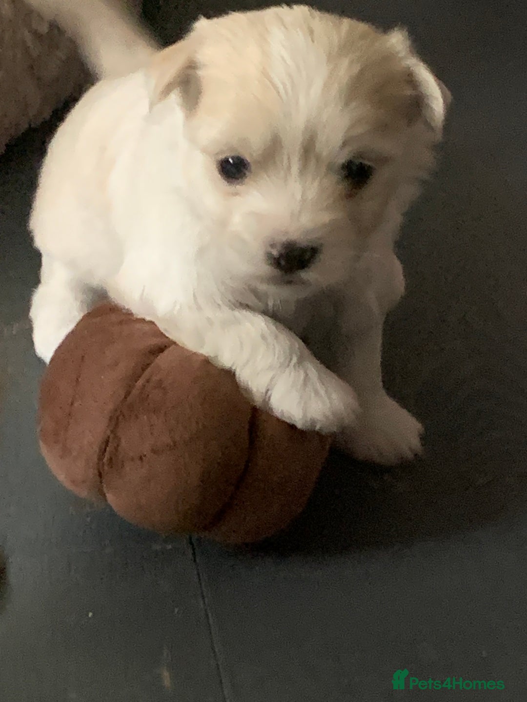 Mixed Breed dogs for sale: Malchi puppies  - Image 4