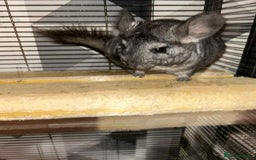 Chinchilla rodents for sale: Stunning little Female Chinchilla £80 - Image 10