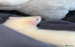 Ferret rodents for sale: 2 gorgeous ferrets  - Image 5
