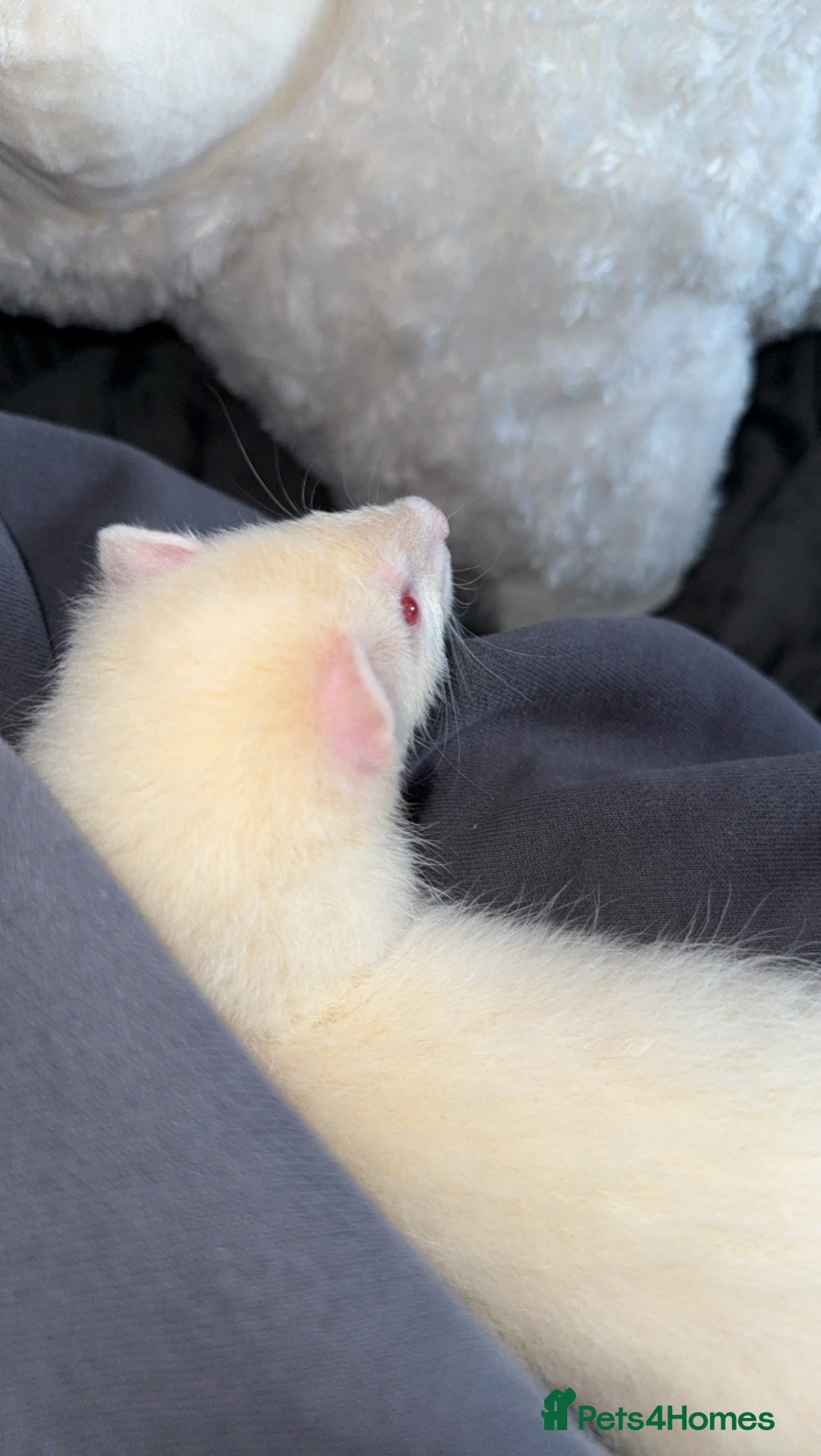 Ferret rodents for sale: 2 gorgeous ferrets  - Image 5