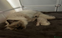 Ragdoll cats for sale: Stunning Ragdoll kittens. Champion line.  - Image 8