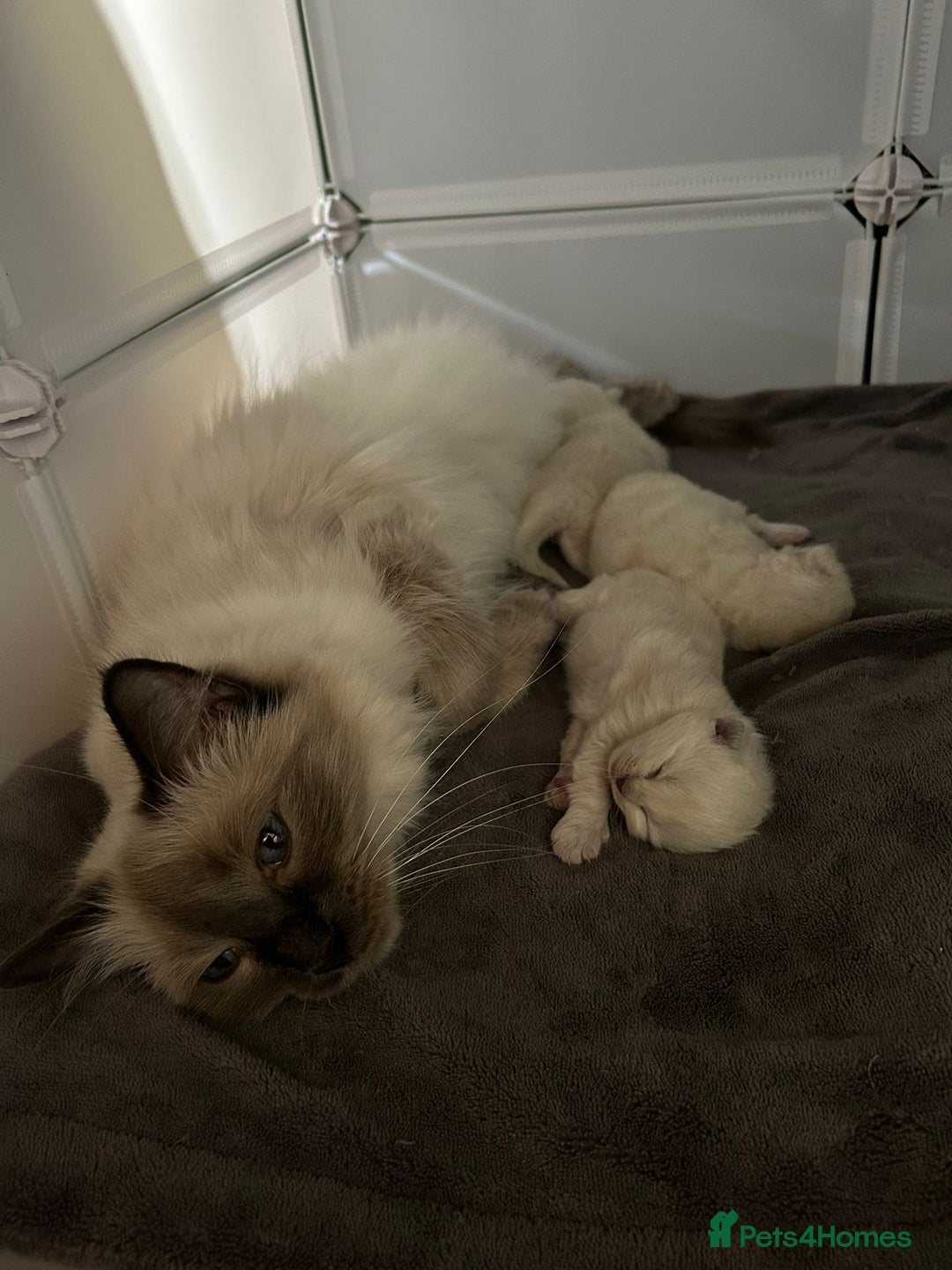 Ragdoll cats for sale: Stunning Ragdoll kittens. Champion line.  - Image 8