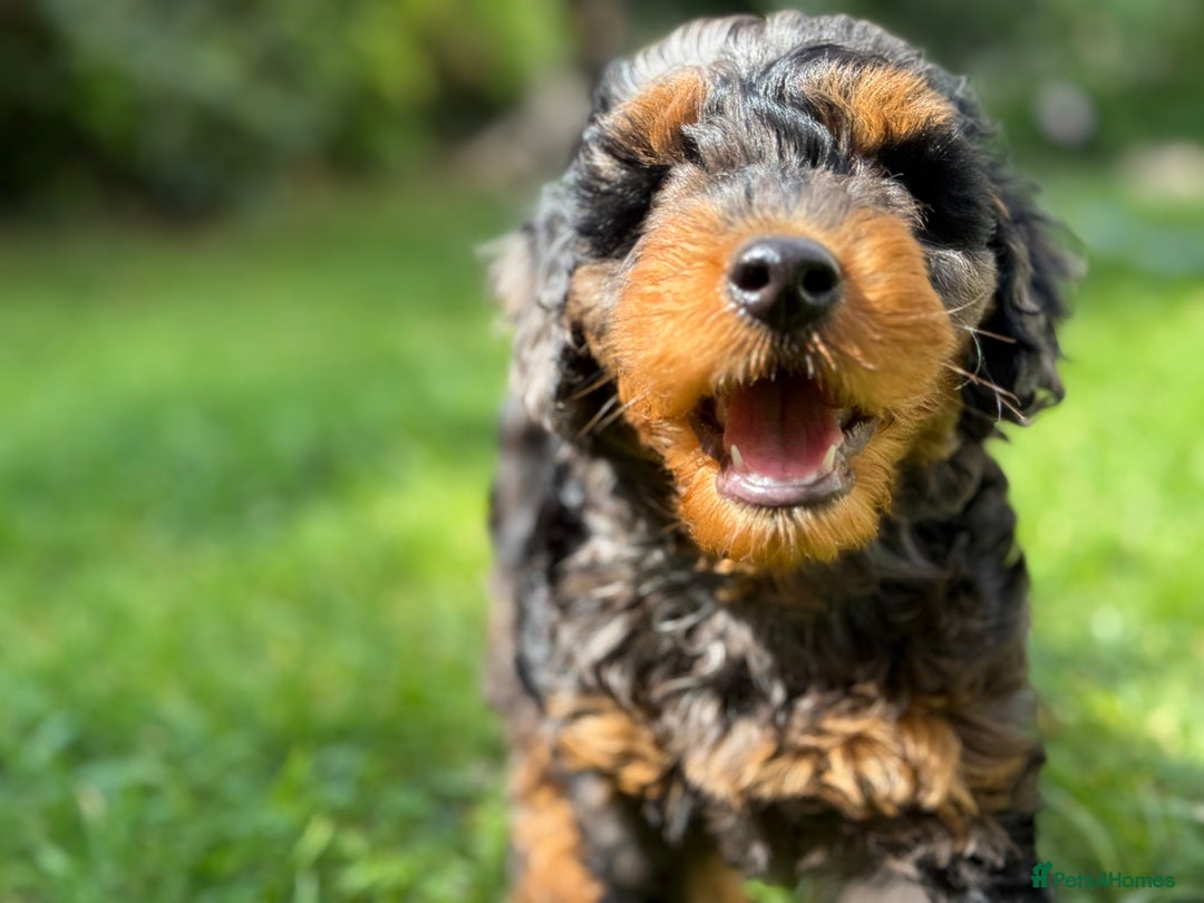 Mixed Breed dogs for sale:  Unique Merle Double Doodle Ready from 9th August - Image 16