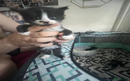 Turkish Angora cats for sale: Turkish angora kittens  - Image 2
