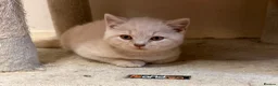 British Shorthair cats for sale: GCCF BSH Kittens - Champion Bloodlines - Advert 6