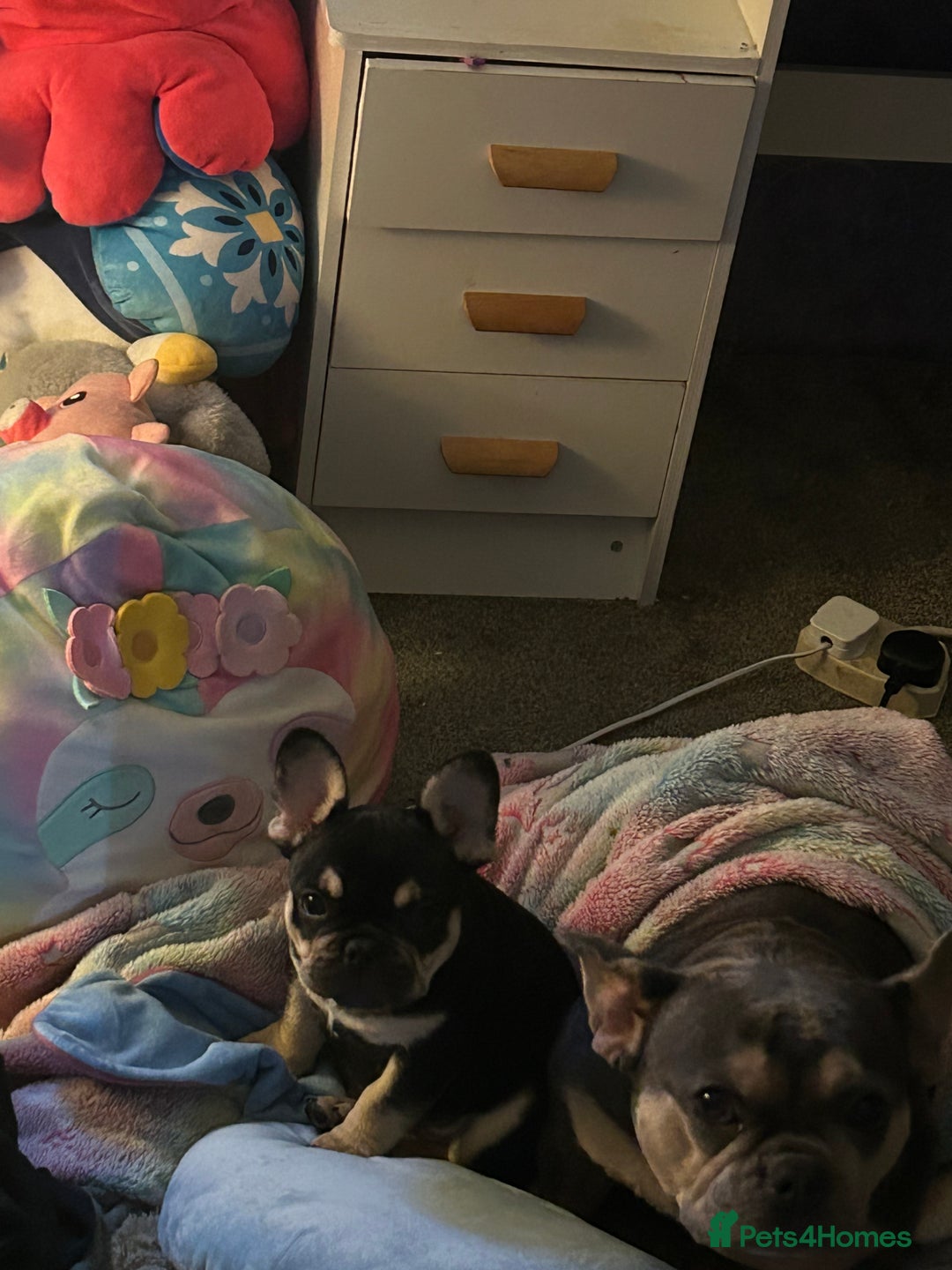 French Bulldog dogs for sale: 8 week old male French bulldog  - Advert 2