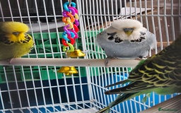 Budgerigars birds for sale: 3 Young Cock Budgies For Sale - Image 2