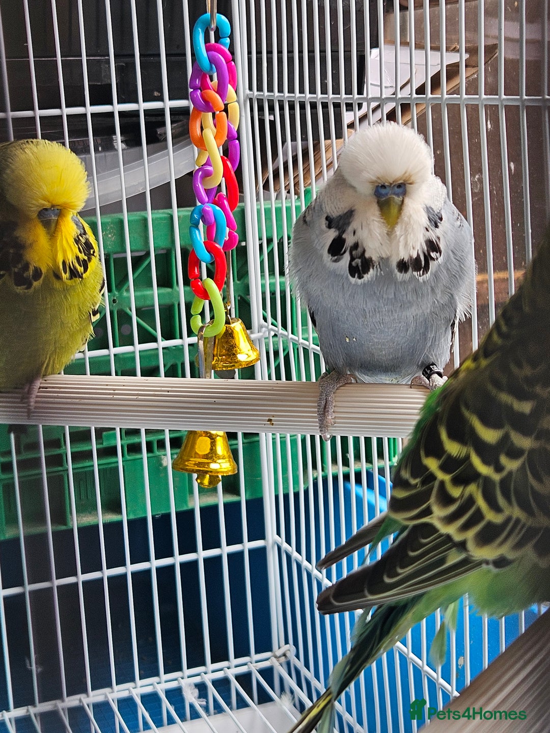 Budgerigars birds for sale: 3 Young Cock Budgies For Sale - Image 2