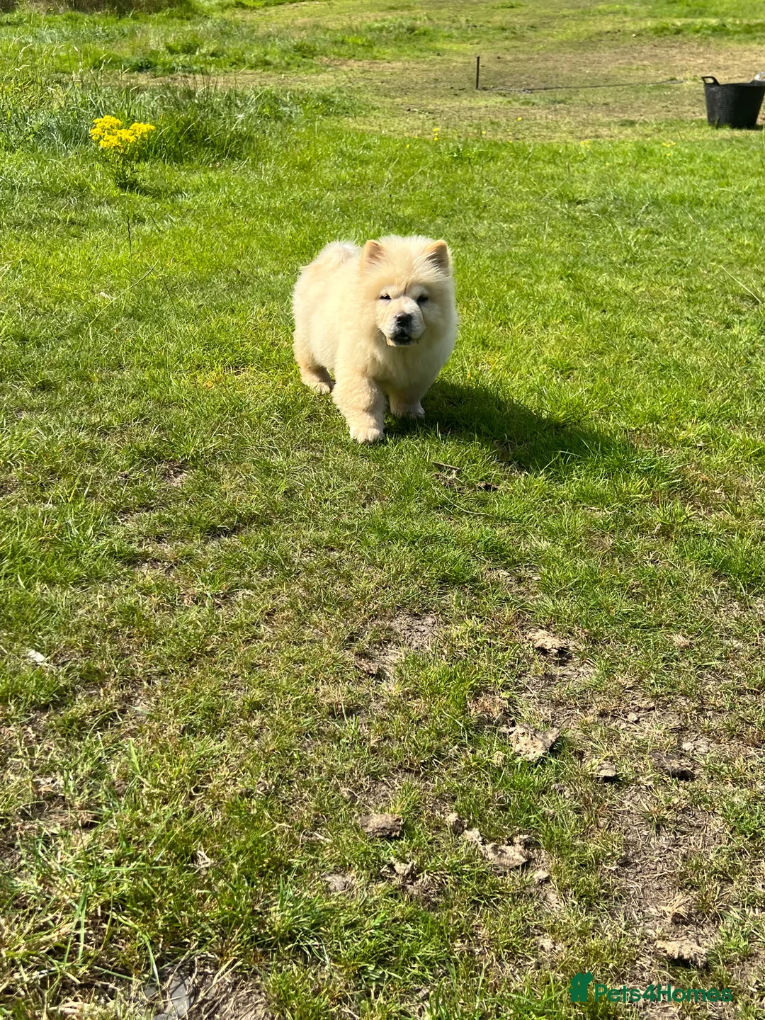 Chow Chow dogs for sale: KC Registered Chow Pups– (Champion Blood Lines) - Advert 7