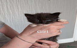 Mixed Breed cats for sale: Beautiful kittens  - Image 3