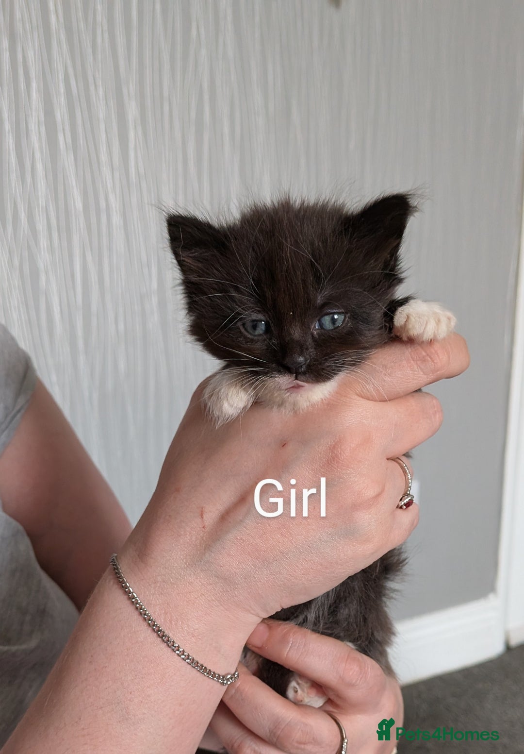 Mixed Breed cats for sale: Beautiful kittens  - Image 3