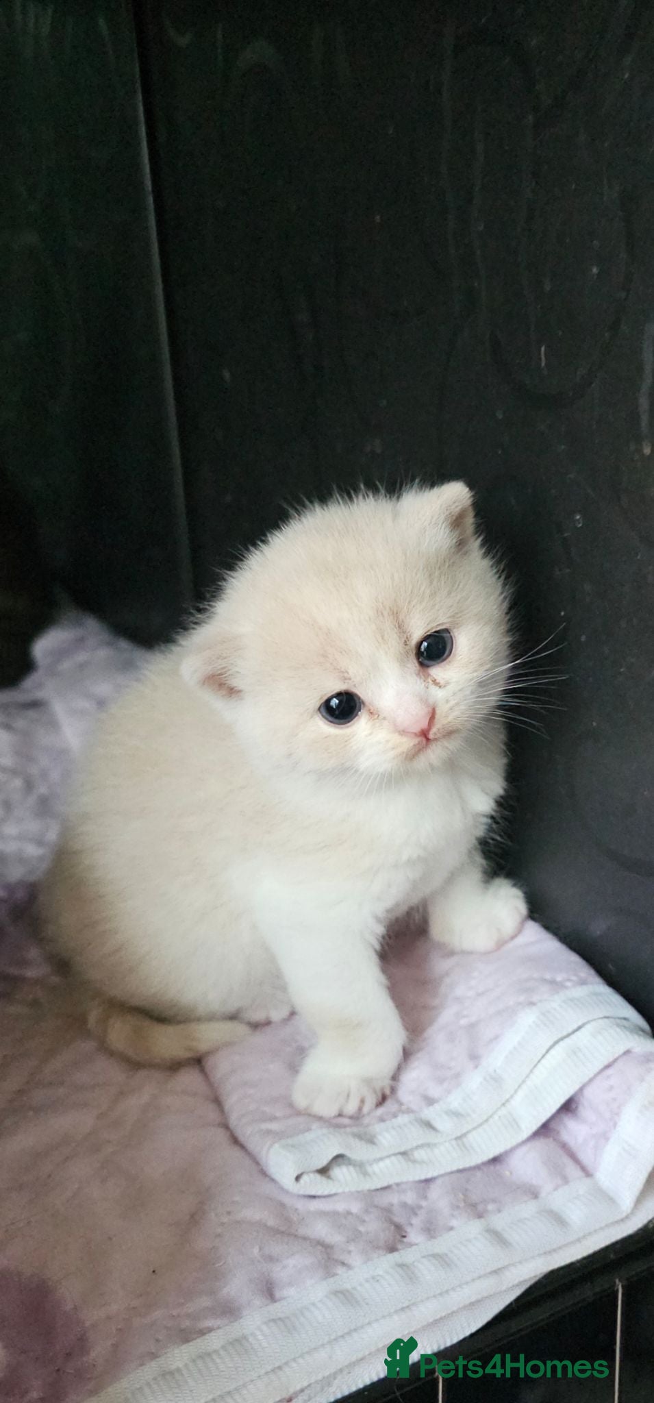 British Shorthair cats GCCF/TICA registered beautiful litter - Advert 1