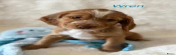 Cocker Spaniel dogs for sale: Cocker Spaniels - Advert 11