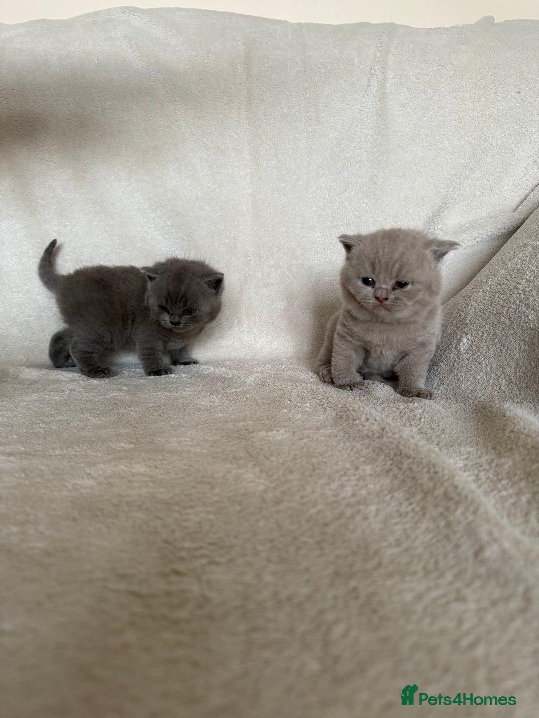 British Shorthair cats for sale: Gorgeous purebred British shorthair kittens - Image 4