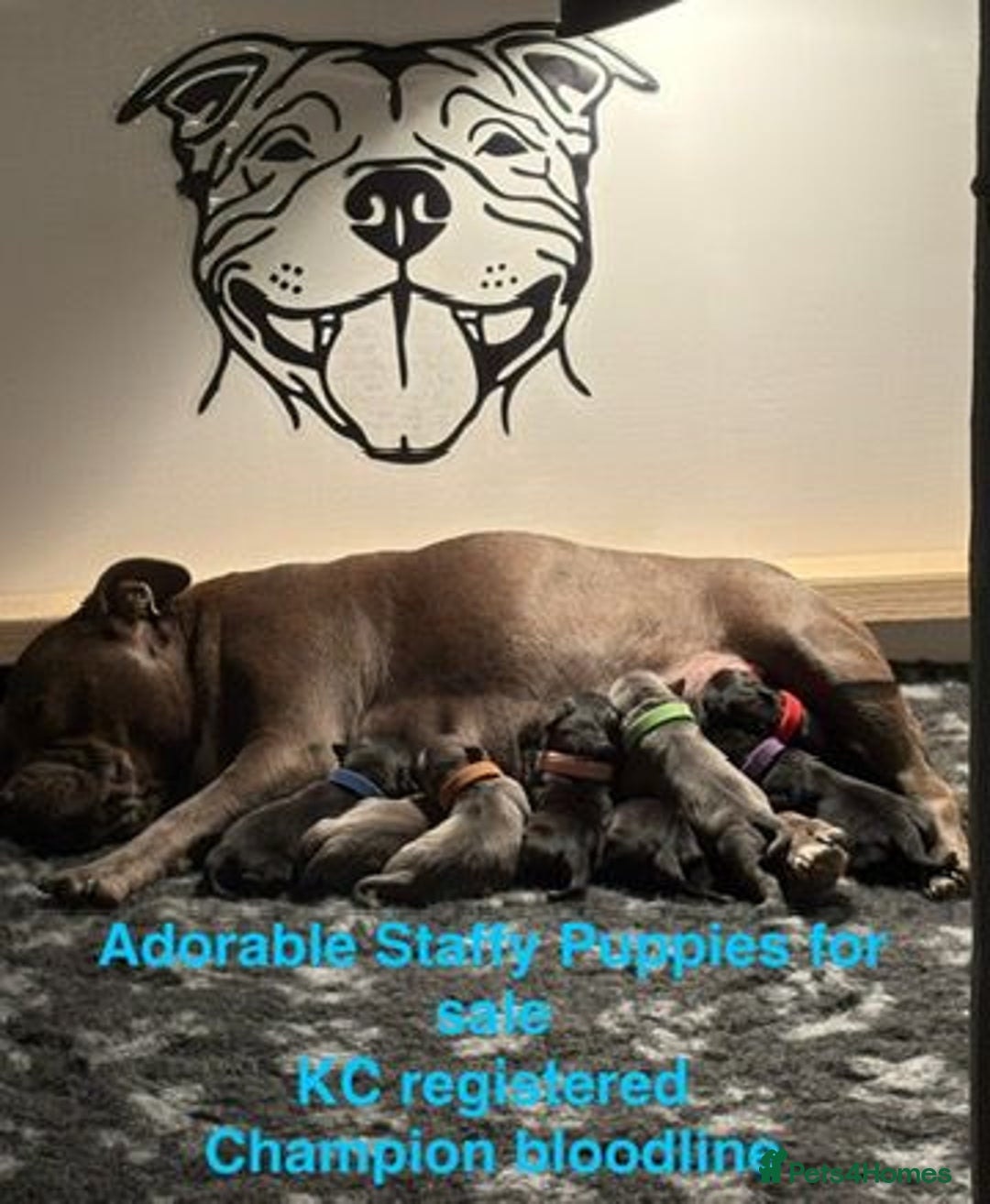 Staffordshire Bull Terrier dogs for sale: Champion Bloodline Stafforshire Bull Terrier Pups - Advert 14