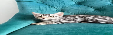 Bengal 1