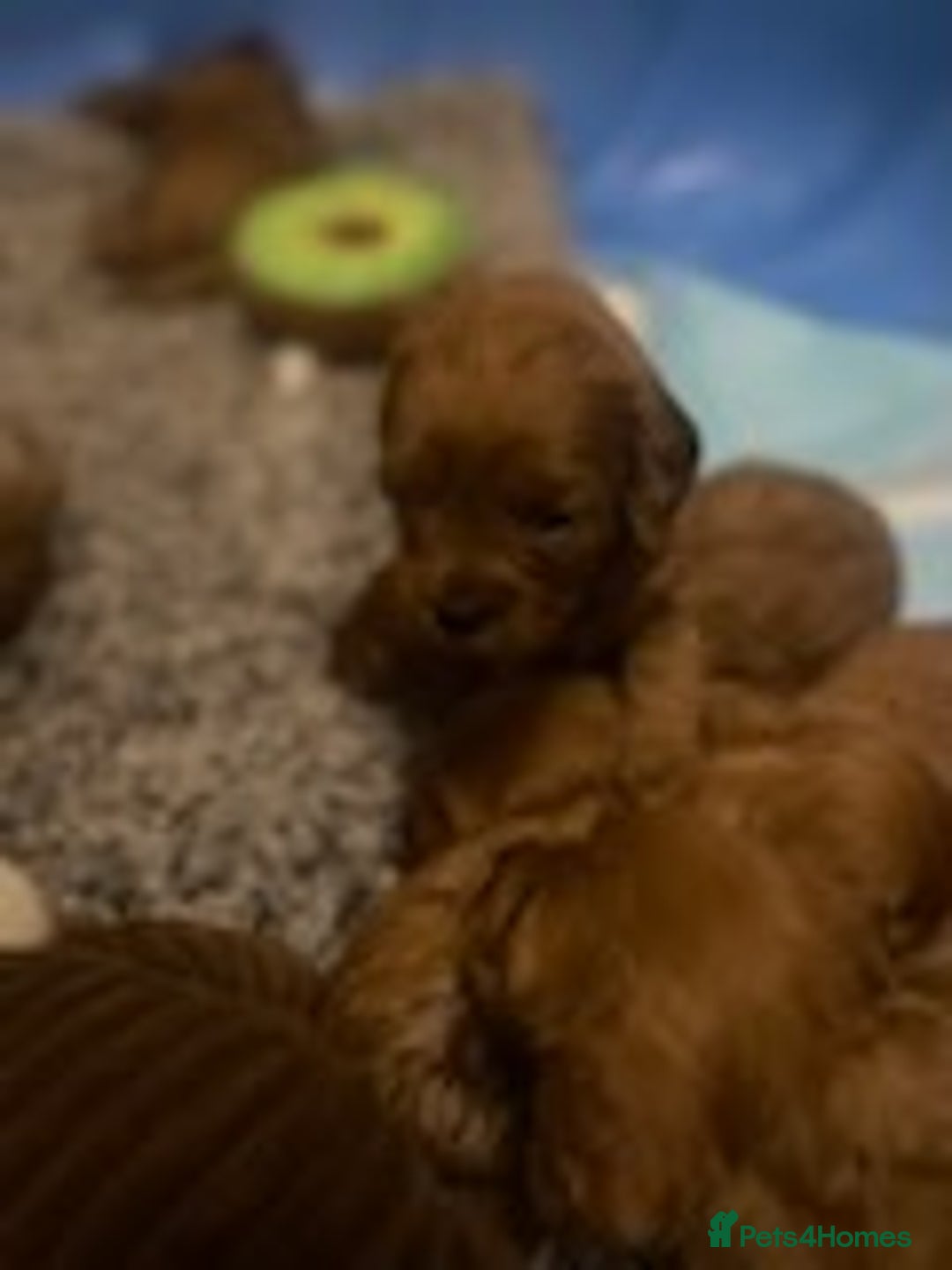 Cavapoo dogs for sale: Red cavapoo babies, both parent DNA tested - Image 8