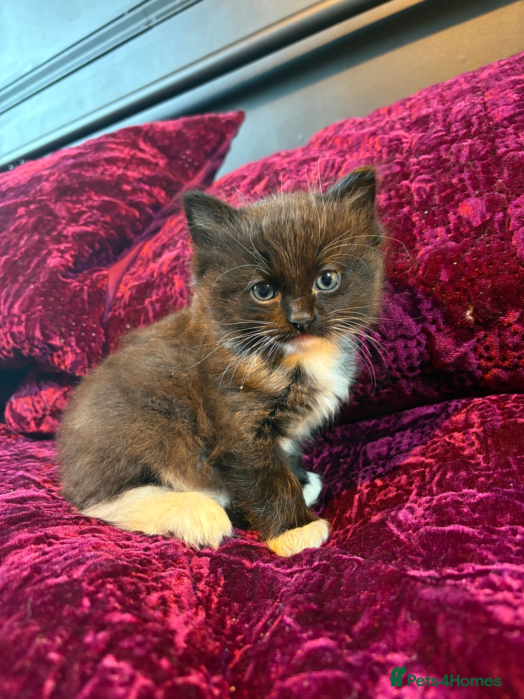 Persian cats for sale: Persian x ragdoll kittens  - Advert 7