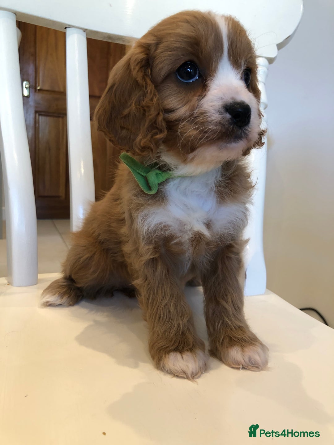 Cavapoo dogs for sale: Adorable Cavapoo Puppies  - Advert 21