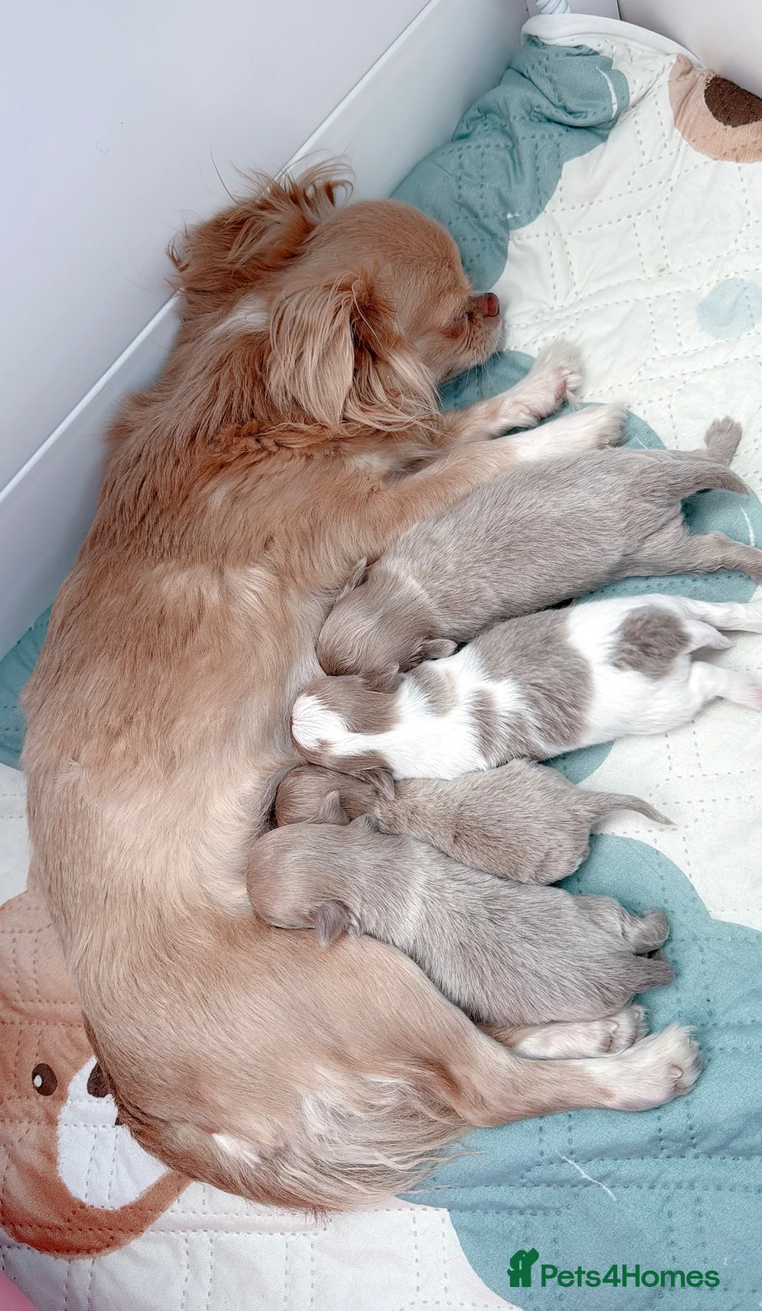 Chihuahua dogs for sale: Beautiful lilac chihuahuas  in Doncaster - Advert 2