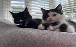 Mixed Breed cats for sale: X2 black and white fluffy girl kittens left - Image 8