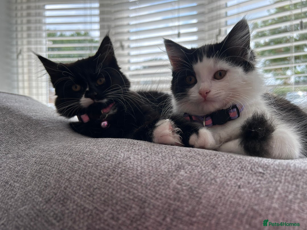 Mixed Breed cats for sale: X2 black and white fluffy girl kittens left - Image 8