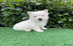 West Highland Terrier dogs for sale: Stunning West Highland puppies - Image 8