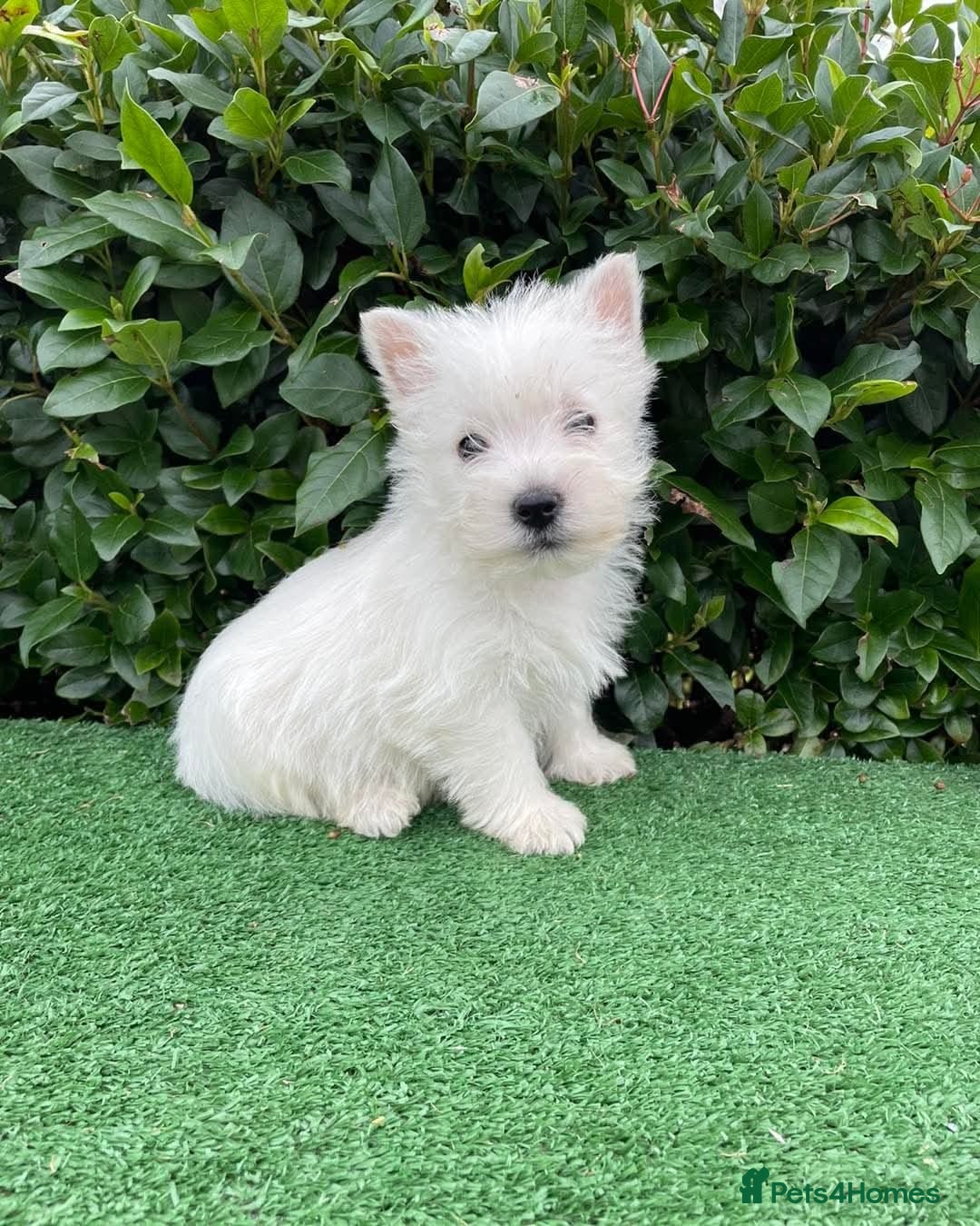 West Highland Terrier dogs for sale: Stunning West Highland puppies - Image 8