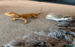 Bearded Dragon reptiles for sale: Bearded dragon - Image 2