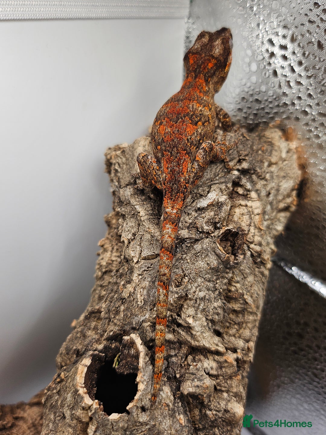 Gecko reptiles for sale: 5 Gargoyle Gecko Babies for sale - Image 2