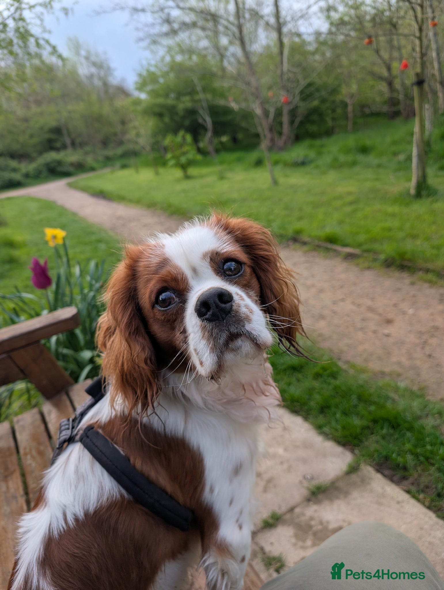 Cavalier King Charles Spaniel dogs KC Registered Blenheim Cav FOR STUD  - Advert 4