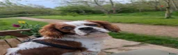 Cavalier King Charles Spaniel dogs for stud: KC Registered Blenheim Cav FOR STUD  - Advert 1