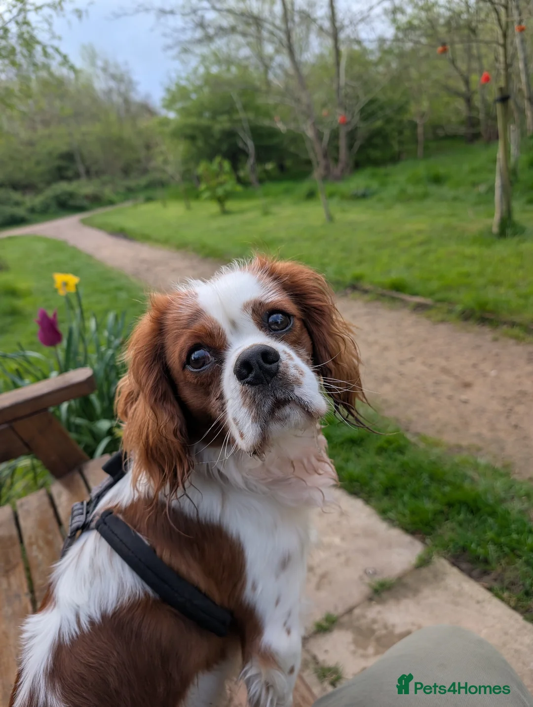 Cavalier King Charles Spaniel dogs for stud: KC Registered Blenheim Cav FOR STUD  - Advert 1