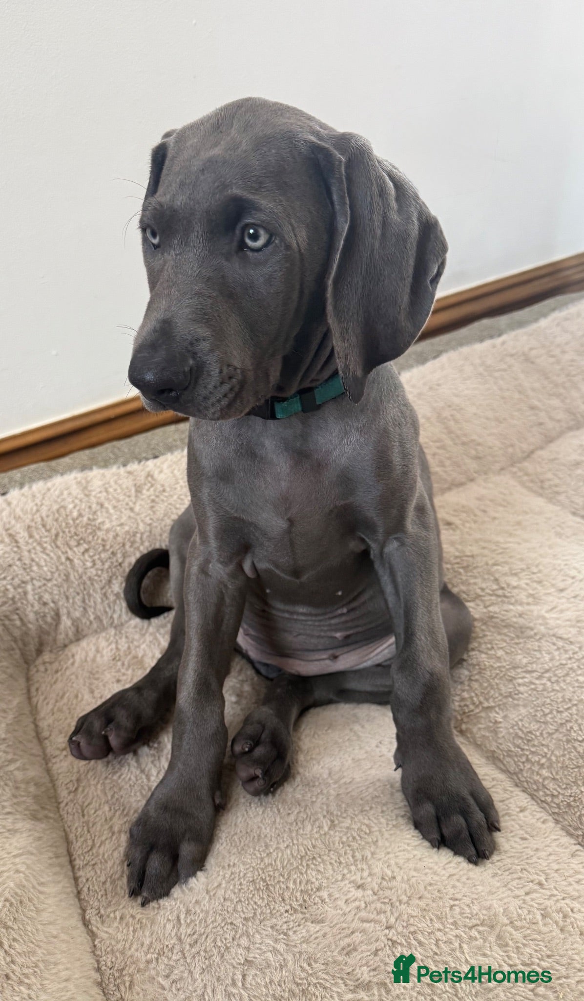 Weimaraner dogs KC Reg Weimaraner Puppies Silver & Blue - Advert 2