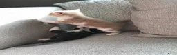 Mixed Breed cats for sale: 4 beautiful kittens  - Advert 2