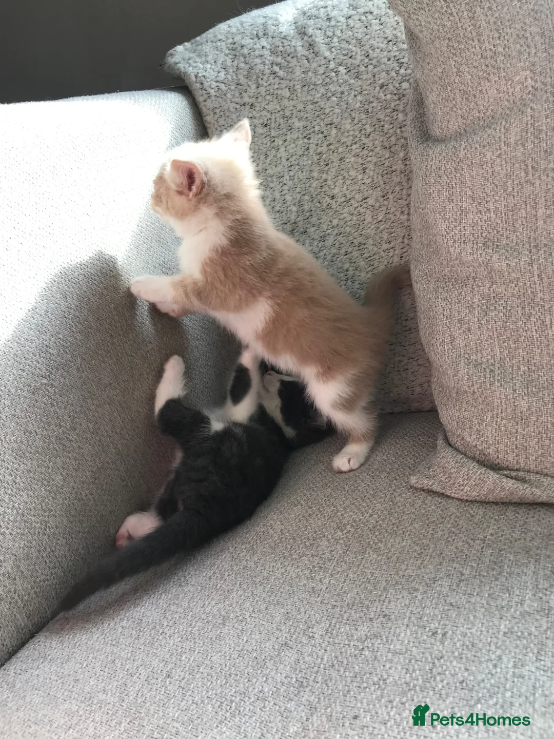 Mixed Breed cats for sale: 4 beautiful kittens  - Advert 2