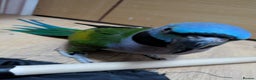 Parakeets birds for sale: Chinese Parakeet Derbyan Parakeet friendly - Advert 5
